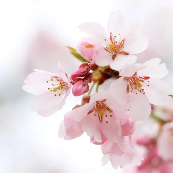 桜の季節🌸みんなでキックボクシング🥊